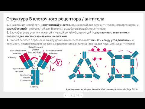 Видео: Структура антитела или В клеточного рецептора, взаимодействие антитела с антигеном