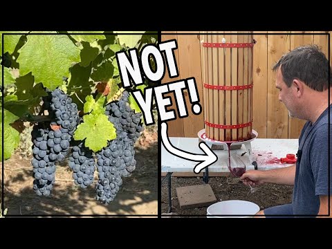 Видео: 🍇 Как приготовить лучшее домашнее красное вино из винограда #виноделие