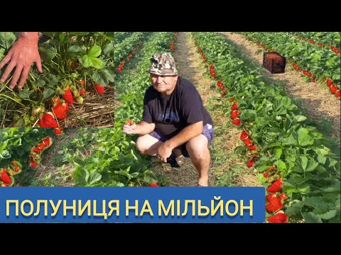 Видео: Сорти Полуниці на МІЛЬЙОН