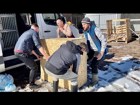 Видео: Новый ЗВЕРЬ в Парке Северных Волков 😱‼️Социализация высокопроцентных гибридов ВОЛКА и Волэнда 🐺