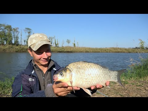 Видео: ОГРОМНЫЕ КАРАСИ НА Pop-Up, ЛОВЛЯ НА  Flat Method Feeder, РЫБАЛКА  ОСЕНЬЮ