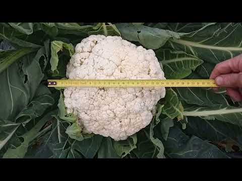 Видео: Цветная капуста сорт-"Опал".