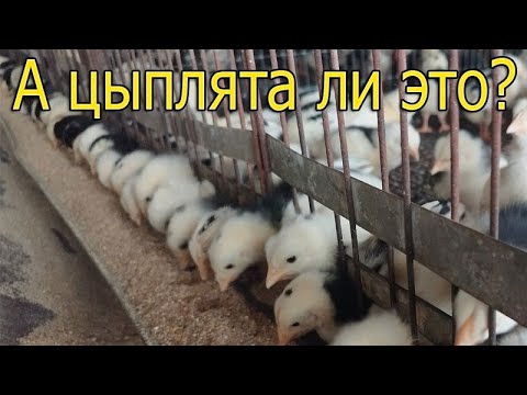Видео: А цыплята ли это?