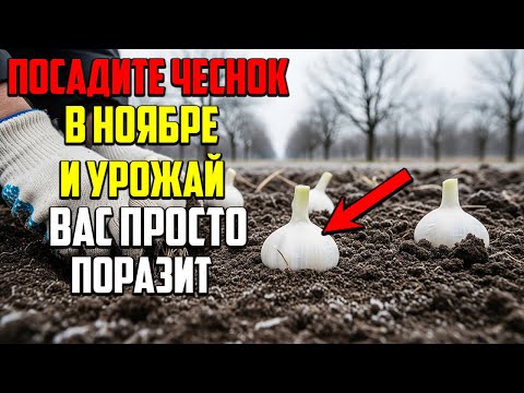 Видео: Сделайте Всего Одну Вещь в Ноябре, и Ваш Чеснок Будет Огромным!