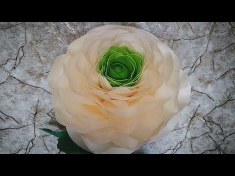 Видео: Ростовой Ранункулюс. Часть 3