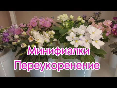 Видео: Минифиалки. Переукоренение.
