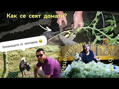 Видео: ДНЕВЕН ВЛОГ | КАК СЕ СЕЯТ ДОМАТИ, РЕЦЕПТАТА ЗА СОК ОТ БЪЗ И НА ЗООПАРКА.. 😁