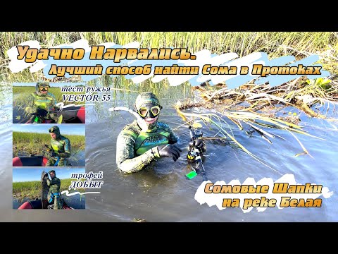 Видео: Удачно Нарвались - Лучший способ найти Сома в Протоках. Сомовые Шапки на реке Белая.