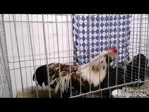 Видео: ПТИЧИЙ РЫНОК В ГЕРМАНИИ ♡ ПОКУПАЕМ САМКУ ФРАНЦУЗСКОГО БАРАНА ♡