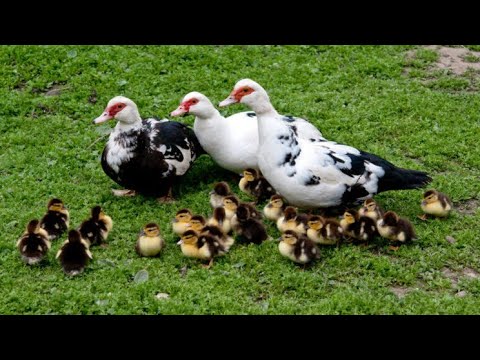 Видео: индоутка. Индаутка. асырап жатырмын.