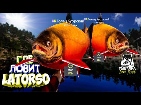 Видео: Русская рыбалка 4. 🎣 оз. Куори 🐬💦 ГДЕ ЛОВИТ LATORSO 👀