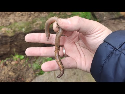 Видео: Продолжаем Выращивать Червя  Черного Принца и Дендробену