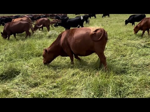 Видео: Будьте осторожны при выпасе скота на новой ферме или ранчо