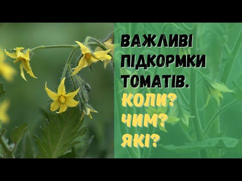 Видео: Важливі підкормки томатів!  Чим? Коли? Які?