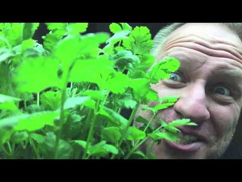 Видео: Как вырастить кинзу на гидропонике