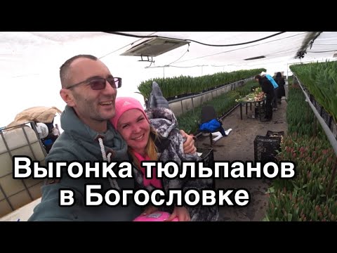 Видео: Выгонка тюльпанов в Богословке. Первый срез
