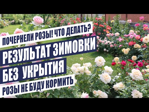 Видео: ПОЧЕРНЕЛИ РОЗЫ! ЧТО ДЕЛАТЬ? РЕЗУЛЬТАТ ЗИМОВКИ БЕЗ УКРЫТИЯ. РОЗЫ НЕ БУДУ КОРМИТЬ.