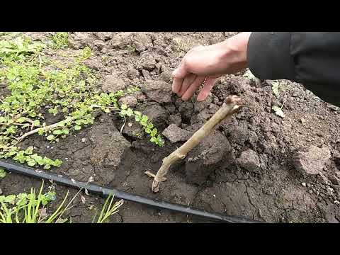 Видео: Не устанавливай капельный полив пока не посмотришь это видео