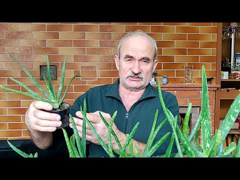 Видео: Алоэ вера, красота и полезность .