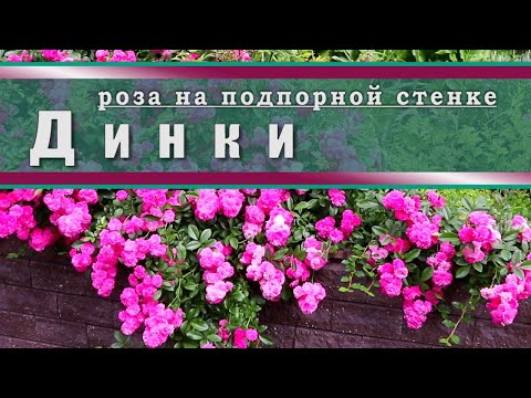 Видео: Обзор сорта ДИНКИ на примере 1 года  // уход за розой в 5 климатической зоне // любимая роза в саду