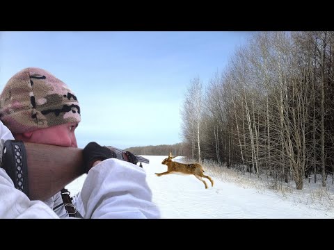 Видео: ОХОТА НА ЗАЙЦА 2023. ШОК! ТАКОГО ЗАЙЦА Я ЕЩЕ НЕ ВИДЕЛ! Тропление зайца зимой по снегу.