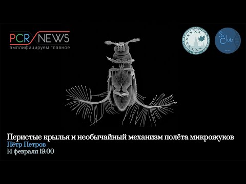 Видео: Научный клуб ФББ. Петр Петров. Перистые крылья и необычный механизм полета микрожуков.