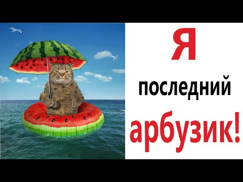 Видео: Приколы! Мемы! ПОСЛЕДНИЙ АРБУЗ ЛЕТО! Смешные видео! Доми шоу (Анимация)