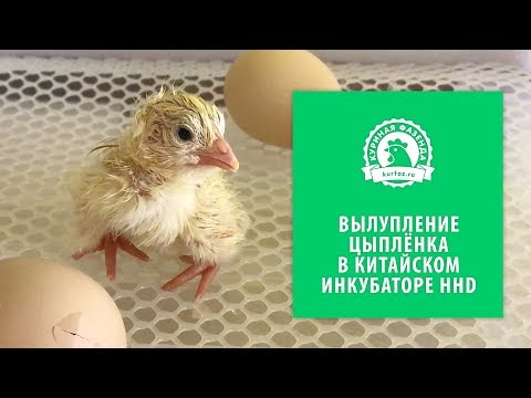 Видео: Вылупление цыплёнка в китайском инкубаторе. Как рождается цыплёнок? Инкубация куриных яиц.