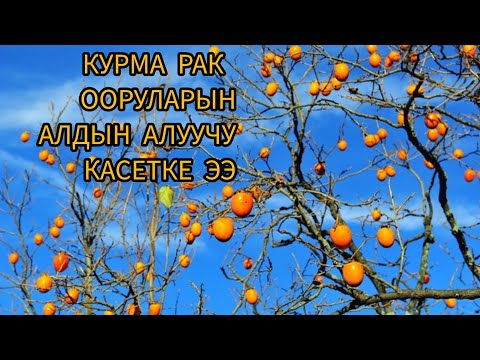 Видео: КУРМА РАК ООРУЛАРЫНЫН БААРДЫК ТУРУН АЛДЫН АЛЧУ КАСИЕТКЕ ЭЭ....  КУРМАНЫН ПАЙДАСЫ ЖАНА ЗЫЯНЫ