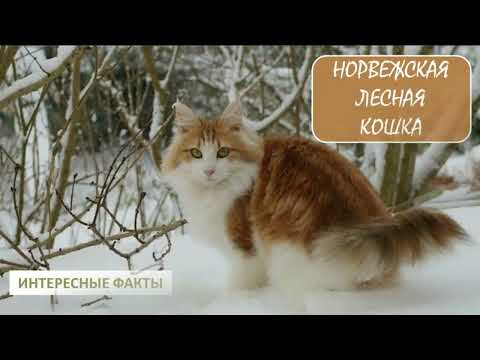 Видео: НОРВЕЖСКАЯ ЛЕСНАЯ КОШКА🐈/Кошки/Животные/Интересные факты