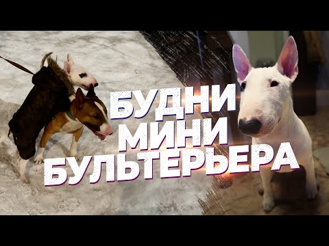 Видео: Мини Бультерьер Бус! Будни мини бультерьера. Прогулка. Игры.