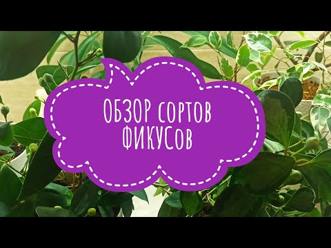 Видео: ОБЗОР сорта ФИКУСОВ Бенжамина, Бенедикт, Диверсификолия, Лирата, Каучуконосный
