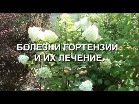 Видео: Болезни гортензий и их лечение.