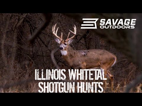 Видео: Охота с дробовиком на белохвостого оленя в Иллинойсе