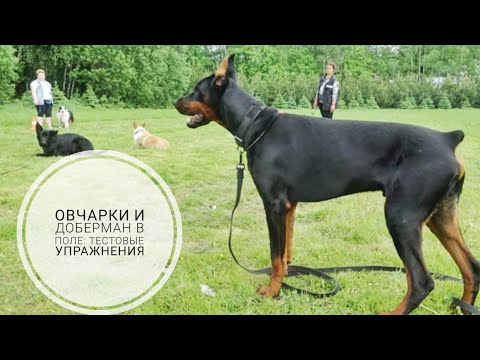 Видео: Догтренинг 748. Овчарки и доберман в поле: тестовые упражнения