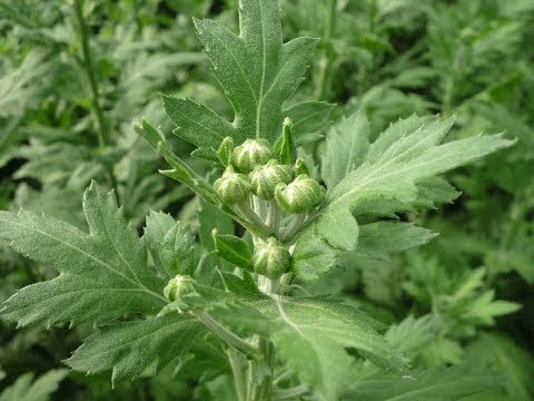 Видео: Хризантема Выращивание Часть 7