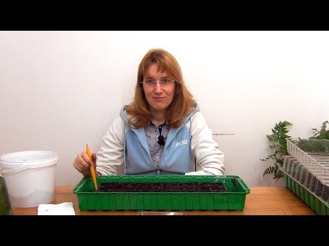 Видео: Базилик. Рассада. (ч.1)