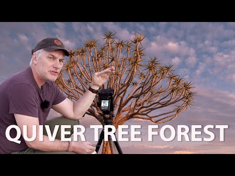 Видео: Посмотрите захватывающие дух фотографии колчанных деревьев в Намибии, Африка!