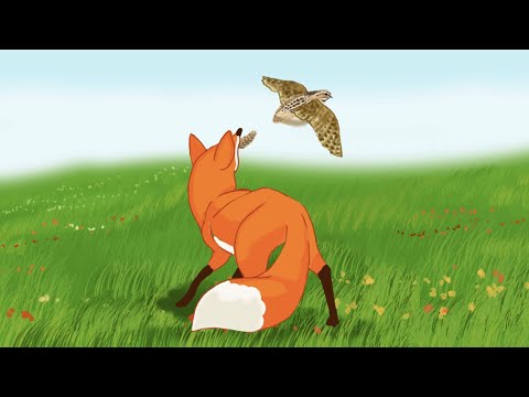 Видео: Қазақша ертегілер.Сказки на казахском.Бөденеде неге құйрық жоқ