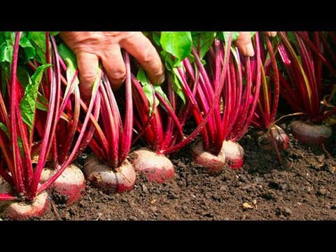 Видео: тонкости выращивания свеклы