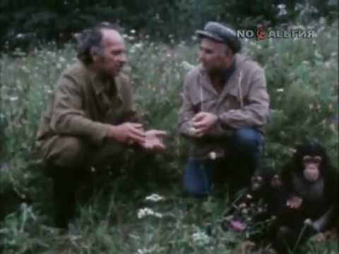 Видео: В мире животных. Обезьяний остров (1980)