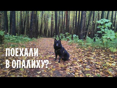 Видео: Шипперке и прогулка в Опалиховском лесопарке