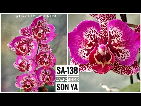 Видео: Phal. SA-138 от садовника Son Ya 🌺 Второе цветение яркой азиатской орхидеи бабочки | Обзор