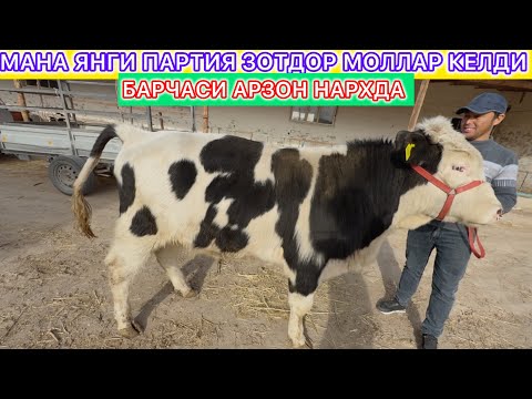 Видео: МАНА ЯНГИ ПАРТИЯ ЗОТДОР МОЛЛАР КЕЛДИ БАРЧАСИ АРЗОН НАРХДА 6-ноября 2025 г.