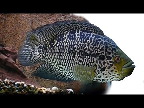 Видео: МАНАГУАНСКАЯ ЦИХЛАЗОМА (ЦИХЛИДА - ЯГУАР) / PARACHROMIS MANAGUENSIS