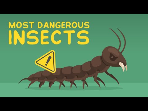 Видео: 7 самых опасных насекомых