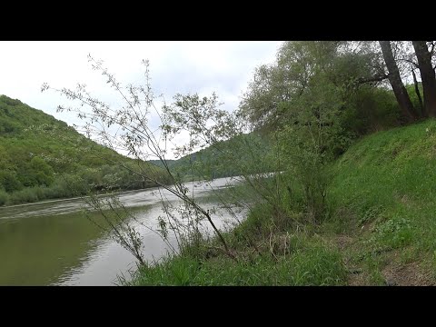 Видео: На Дністрі \ спінінг \ поплавок