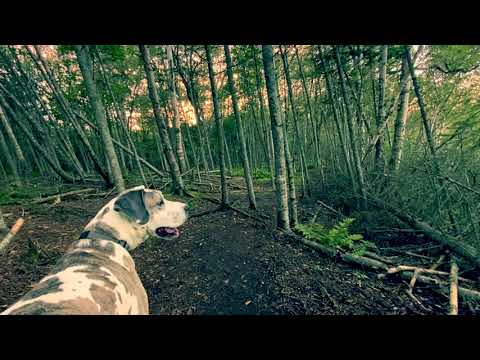 Видео: ЭТО В КОРНЕ ПОМЕНЯЕТ ВСЕ ✨Лена из Канады 🏠