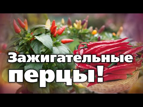 Видео: Сорта острого перца.  Для тех, кто любит помягче и поострее