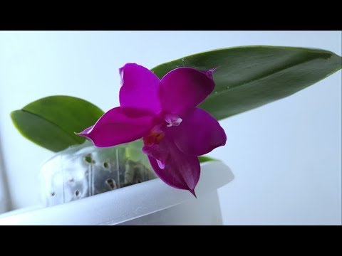 Видео: орхо-обзор октября, ч.4: Samera, Violacea x Bear King - и прочие красЯвости